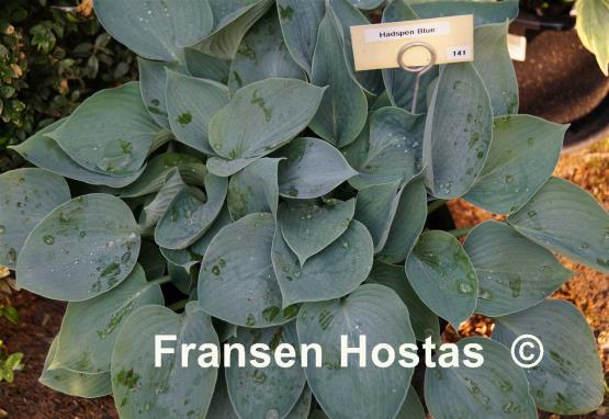 Hosta Hadspen Blue